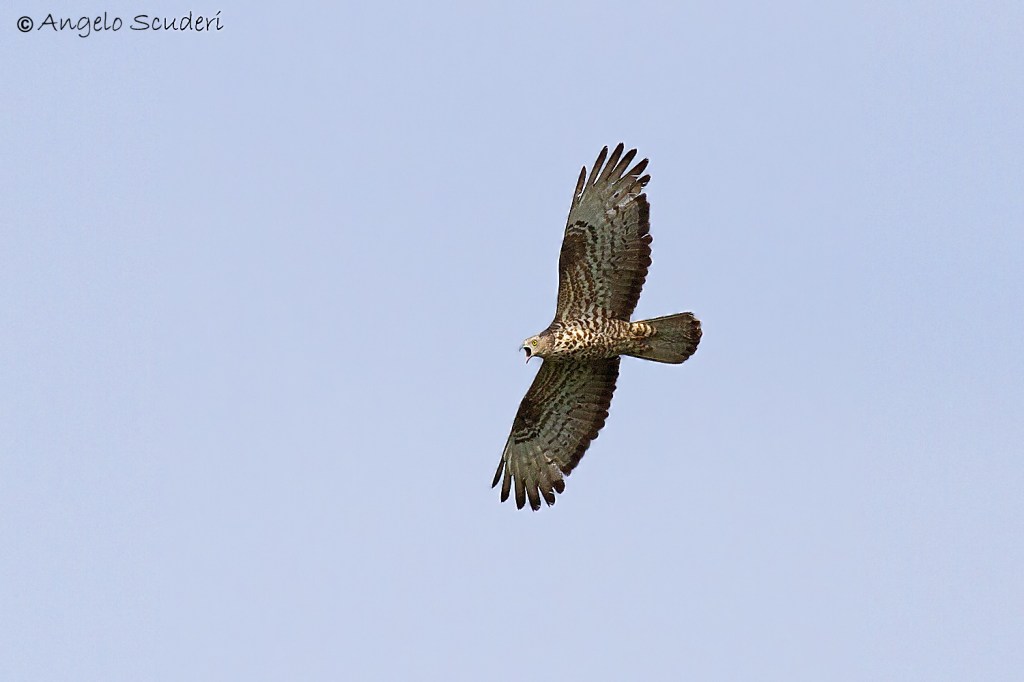 Migrazione dei rapaci in Aspromonte: 21 le specie monitorate dall’Ente&nbsp;Parco