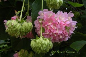 fiori rosario cananzi