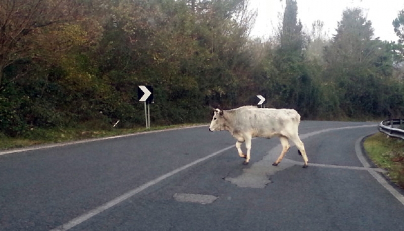 Vacche sacre, i Comuni della Piana di Gioia chiedono un intervento&nbsp;urgente