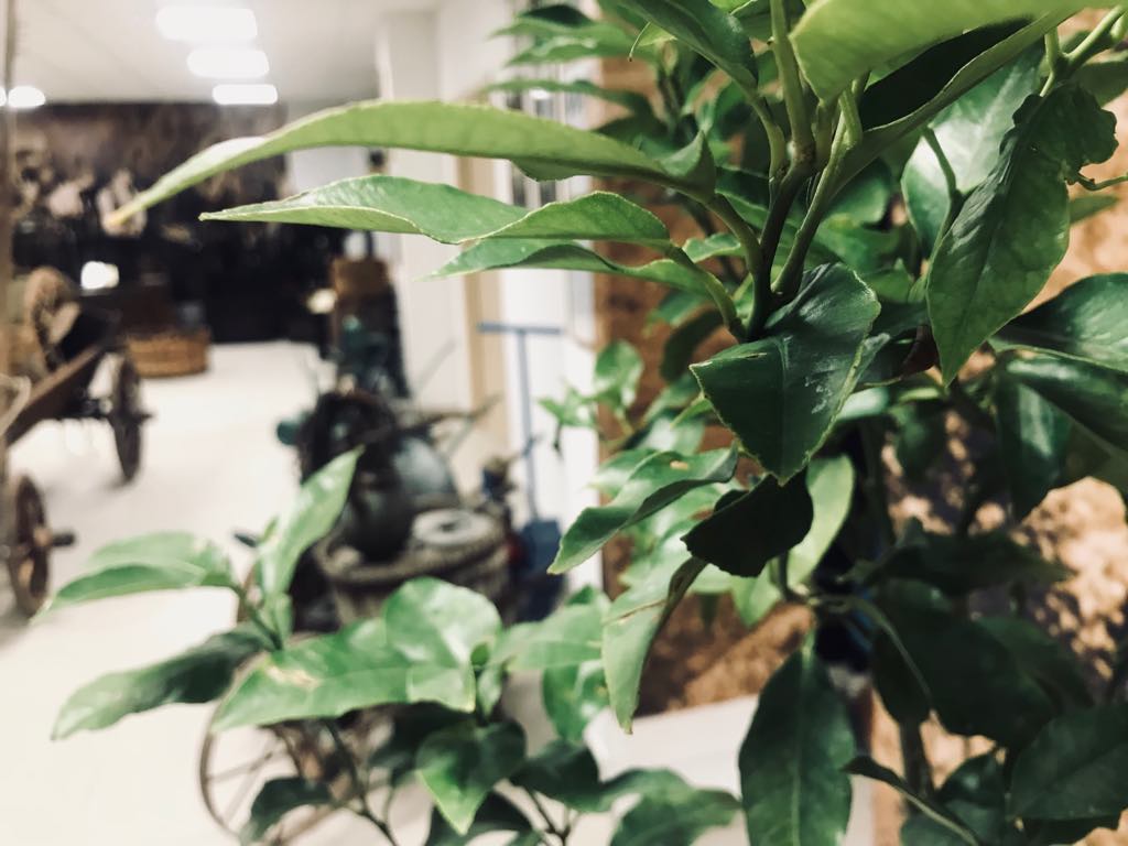 Inaugurazione della nuova sede del Museo del Bergamotto di Reggio Calabria